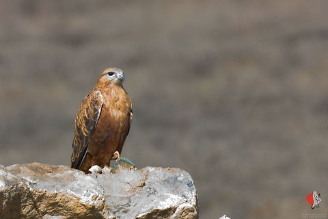 Rough-legged Buzzard  Accipitriformes,Buteo lagopus,Rough-legged Buzzard,birds