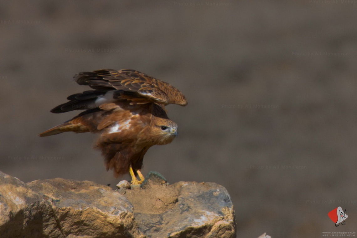The Rough-legged Buzzard  Accipitriformes,Buteo lagopus,Rough-legged Buzzard,birds