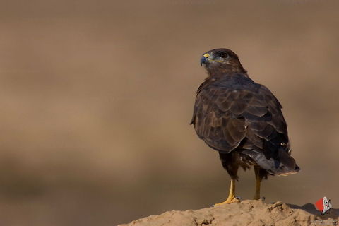 Common Buzzard  Accipitriformes,Buteo buteo,Common Buzzard,birds