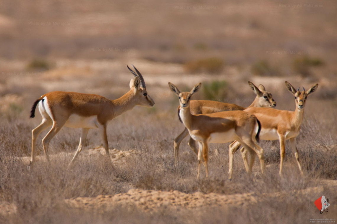 Goitered Gazelle (Gazella subgutturosa) The Goitered, Black-tailed or Persian gazelle (Gazella subgutturosa) is a gazelle found in the north part of Azerbaijan, in a large area of central Asia, including part of Iran and southern west Pakistan in the western end of the range, as well as the Gobi desert. The specific name means &quot;full below the throat&quot; and refers to the male having an enlargement of the neck and throat during the mating season.<br />
<br />
The Goitered gazelle inhabits sands and gravel plains and limestone plateau. It runs at high speed, without the leaping, bounding gait seen in other gazelle species. Throughout much of their range, Goitered gazelles undergo seasonal migrations. Herds cover 10&ndash;30 km per day in the winter, with these distances being reduced to about 1&ndash;3 km in summer.<br />
<br />
Source : Wikipedia Black-tailed gazelle,Gazella subgutturosa,Goitered Gazelle,Goitered gazelle,Iran,Persian gazelle,mammals