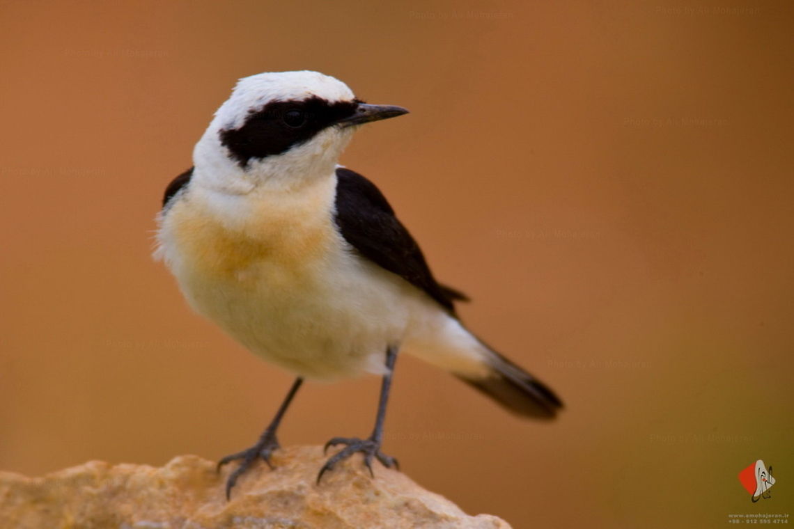 At close to wheatear  Birds,Hooded Wheatear,Muscicapidae,Oenanthe monacha,wheatear