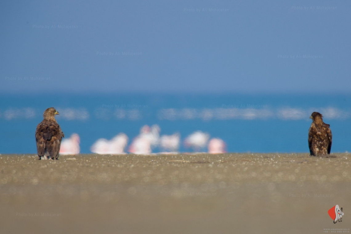 AL2_3281_-_Photo_by_Ali_Mohajeran  Haliaeetus albicilla,White-tailed Eagle