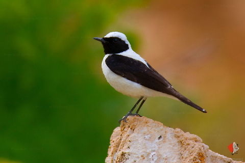 Female Oenanthe monacha  Birds,Hooded Wheatear,Muscicapidae,Oenanthe monacha,wheatear