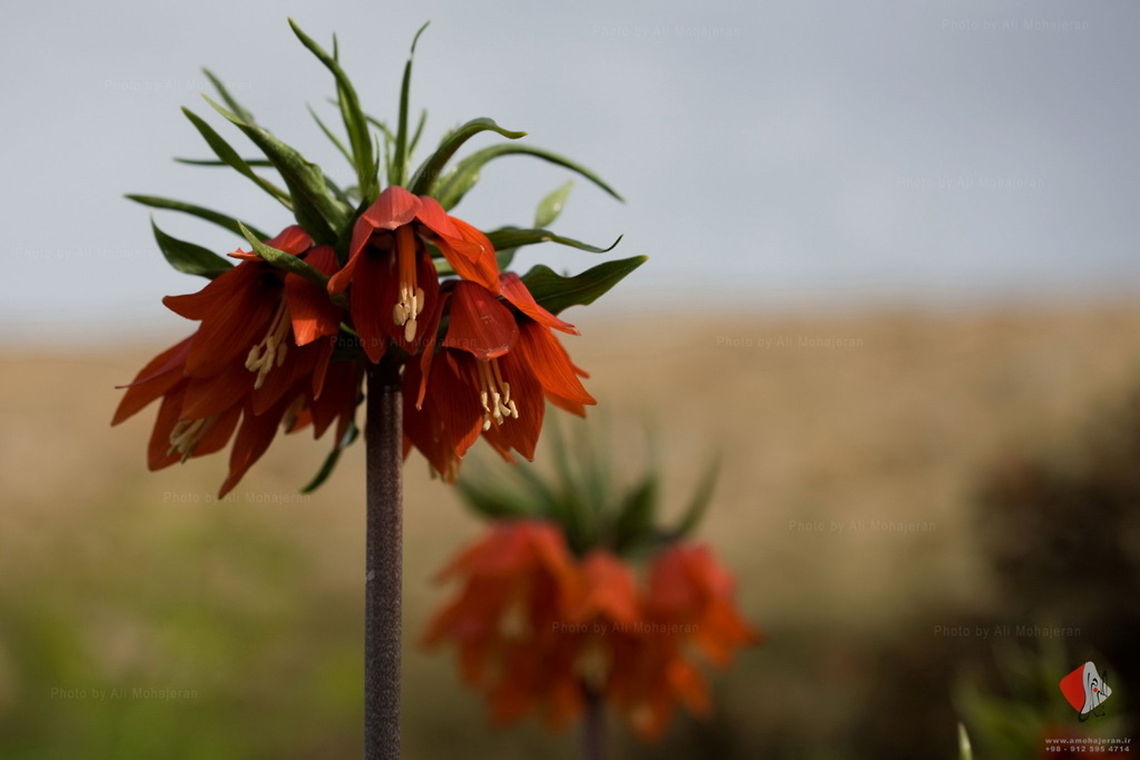 Imperial Crown This gorgeous lily is Fritillaria imperialis, in European languages &ldquo;Imperial crown&rdquo; (in modern English also &ldquo;fritillary&rdquo;), in Persian لاله واژگون l&acirc;le-ye vazhgun, that is &ldquo;inverted lily/tulip&rdquo; as Persian l&acirc;le means both flowers. It grows naturally in the Zagros mountain of Western Iran.<br />
(source: <a href="http://riowang.blogspot.com/2009/10/imperial-crown.html)" rel="nofollow">http://riowang.blogspot.com/2009/10/imperial-crown.html)</a> Fritillaria imperialis,imperial crown,iran,lily