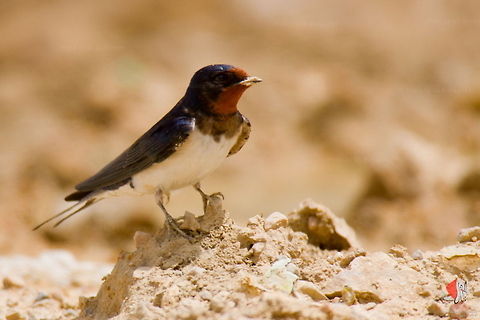 Hirundo   Barn Swallow,Birds,Hirundo,Hirundo rustica