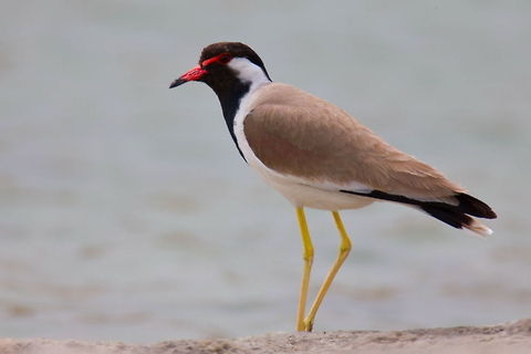 Red-wattled Lapwing (Vanellus indicus)  Ali Mohajeran,Biodiversity,Birds,Iran,Red-wattled Lapwing,Vanellus,Vanellus indicus