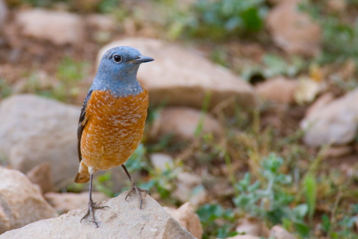 Common rock thrush  Ali Mohajeran,Biodiversity,Birds,Common Rock Thrush,Monticola saxatilis