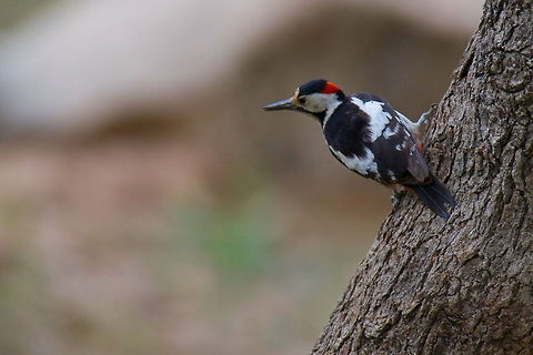 Dendrocopos syriacus   Ali Mohajeran,Biodiversity,Birds,Dendrocopos,Dendrocopos syriacus,Syrian Woodpecker,Woodpecker