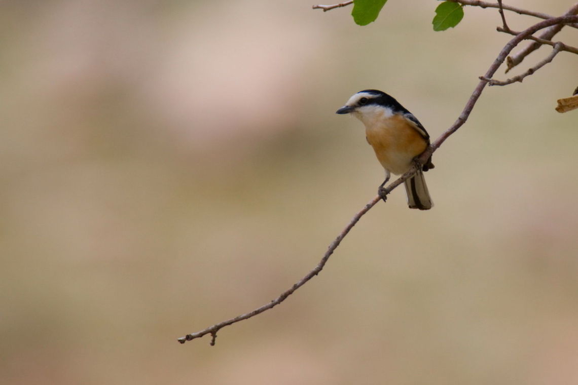 Masked Shrike (Lanius nubicus)  Ali Mohajeran,Biodiversity,Birds,Iran,Lanius nubicus,Masked Shrike