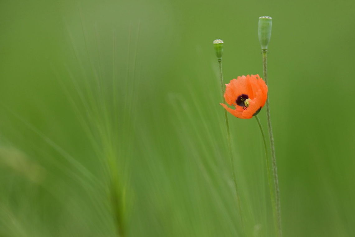 Long-headed Poppy  Ali Mohajeran,Biodiversity,Iran,Long-headed Poppy,Papaver,Papaver Dubium,Papaver rhoeas,poppy