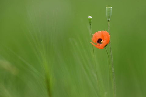 Long-headed Poppy  Ali Mohajeran,Biodiversity,Iran,Long-headed Poppy,Papaver,Papaver Dubium,Papaver rhoeas,poppy
