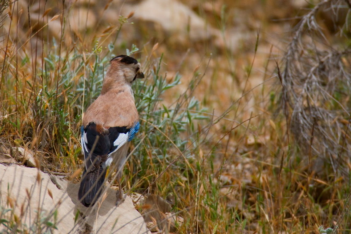 Eurasian Jay (Garrulus glandarius)  Ali Mohajeran,Biodiversity,Birds,Eurasian Jay,Garrulus glandarius,Iran,Jay
