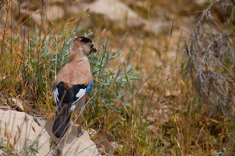 Eurasian Jay (Garrulus glandarius)  Ali Mohajeran,Biodiversity,Birds,Eurasian Jay,Garrulus glandarius,Iran,Jay