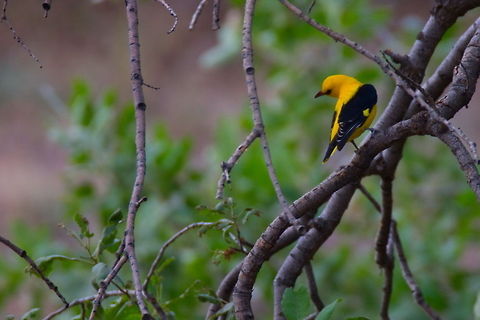 Golden Oriole  Birds,Eurasian Golden Oriole,Oriolus oriolus