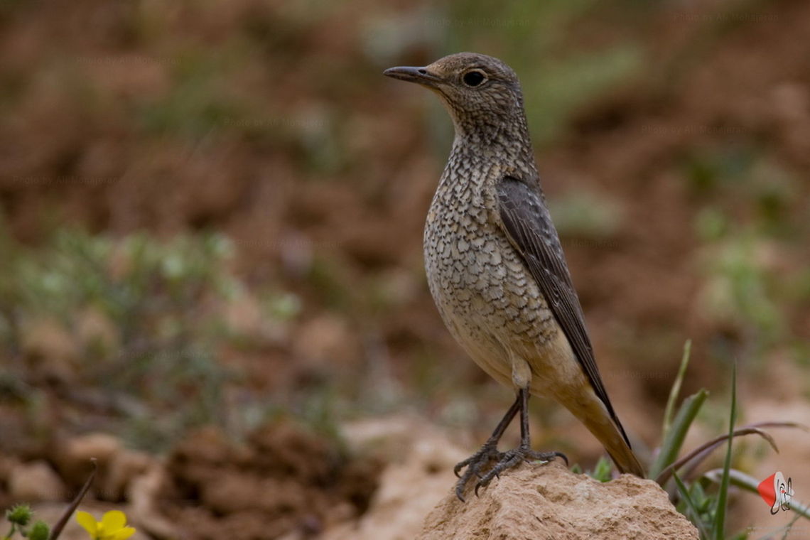 Song Thrush  Birds,Song Thrush,Turdus philomelos