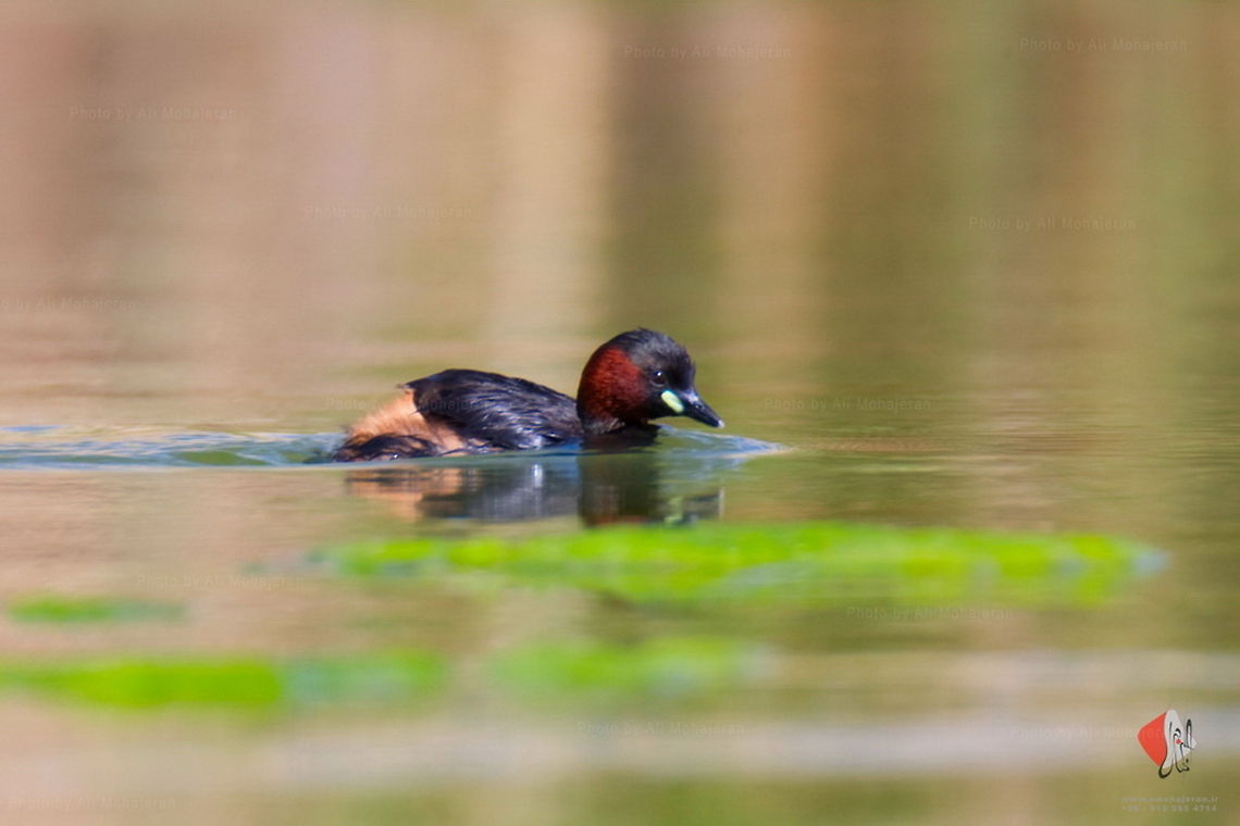 Little Grebe_-_Photo_by_Ali_Mohajeran  Little Grebe,Tachybaptus ruficollis
