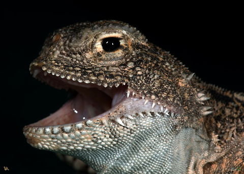 Toad-headed agama