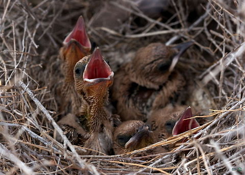 Persian Ground-jay Persian Ground-jay (Podoces pleskei) , only lives in the deserts of Iran, especially in East and Southeast Yazd and Semnan provinces, and the only bird that lives exclusively native (endemic) in Iran, these are new born chicks :) i think about 9 Days.

This photo taken in Iran, Semnan, Turan National Park
 Birds,Chick,Iran,Persian Ground-jay,Podoces pleskei,endemic