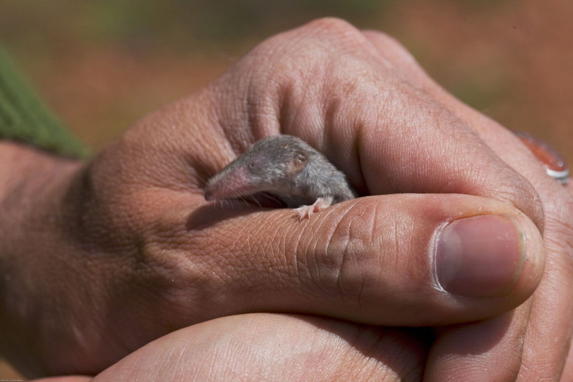 Etruscan shrew (suncus etruscus) Etruscan shrew (pygmy white-toothed shrew)  Etruscan shrew,Suncus etruscus
