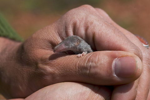 Etruscan shrew (suncus etruscus) Etruscan shrew (pygmy white-toothed shrew)  Etruscan shrew,Suncus etruscus