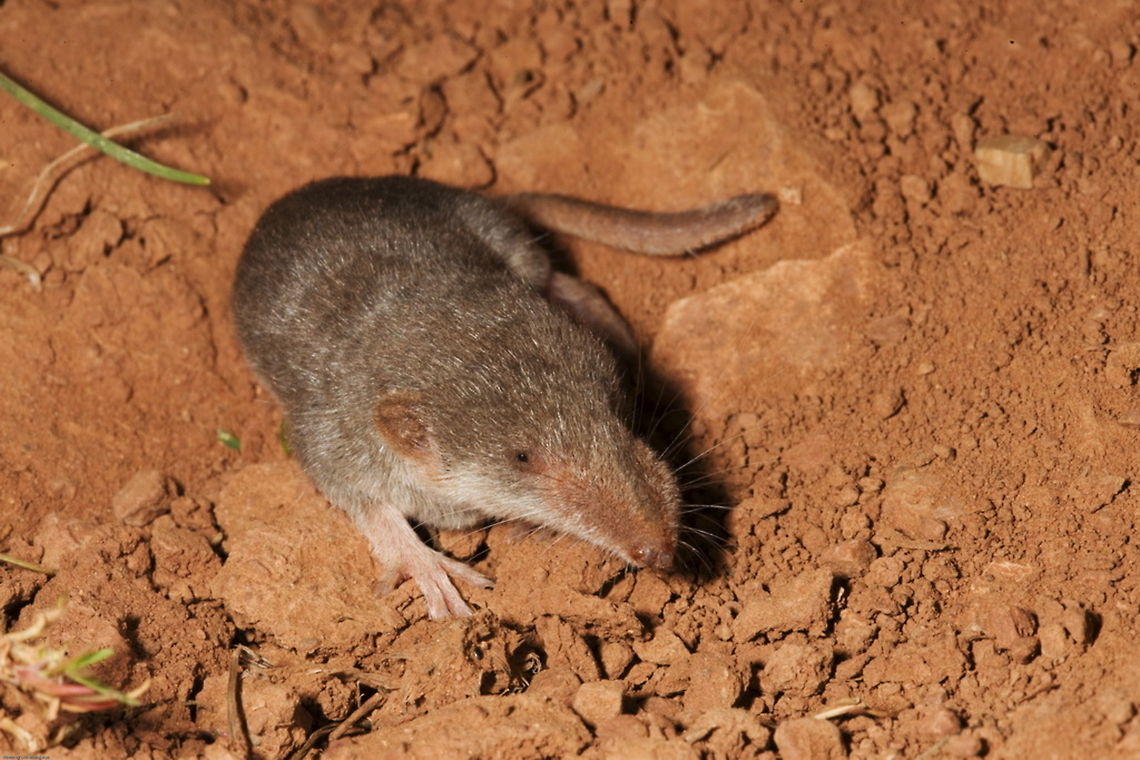 Etruscan shrew (suncus etruscus) Etruscan shrew (pygmy white-toothed shrew)  Etruscan shrew,Iran,Suncus etruscus,suncus etruscus