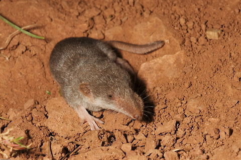 Etruscan shrew (suncus etruscus) Etruscan shrew (pygmy white-toothed shrew)  Etruscan shrew,Iran,Suncus etruscus,suncus etruscus