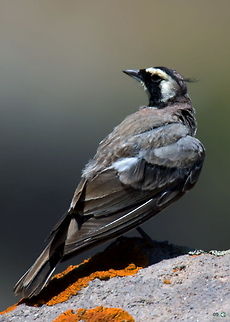 Horned Lark (Eremophila alpestris)  Birds,Eremophila alpestris,Shore Lark