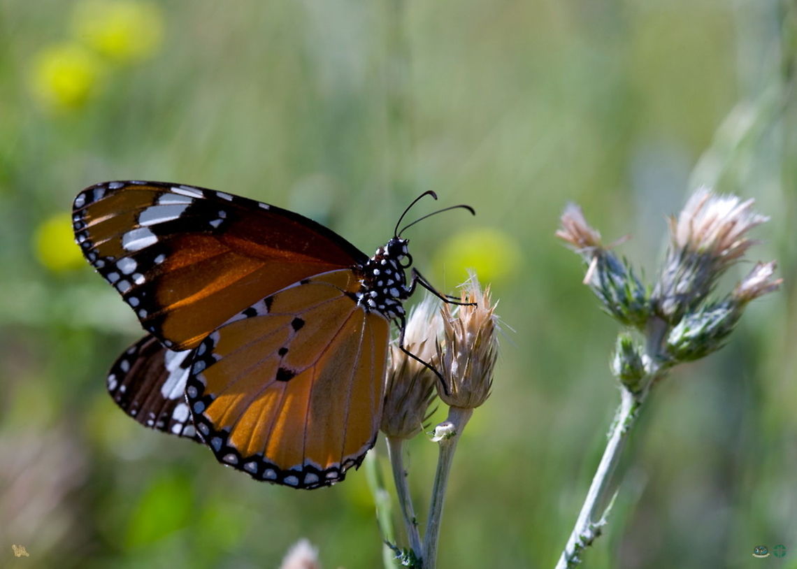Beautiful Danaus chrysippus  Butterfly,Danaus chrysippus,insects