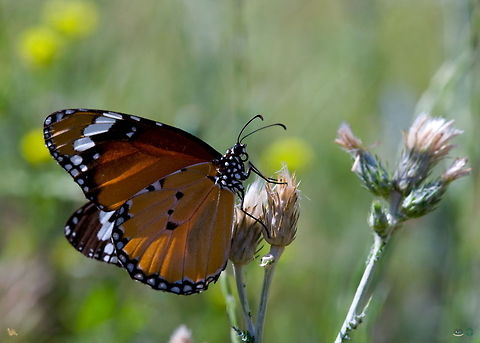 Beautiful Danaus chrysippus  Butterfly,Danaus chrysippus,insects