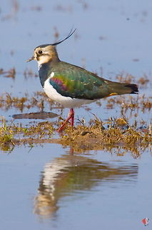 Northern Lapwing (Vanellus vanellus)  Northern Lapwing,Vanellus vanellus