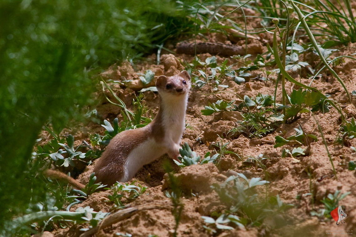 Least Weasel  Least weasel,Mustela nivalis