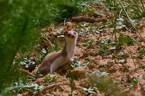 Least Weasel  Least weasel,Mustela nivalis