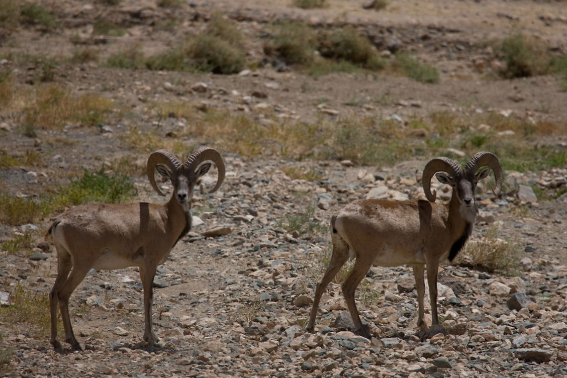 Iranian Red Sheep  Iranian red sheep,Mammalia,O. o. gmelini