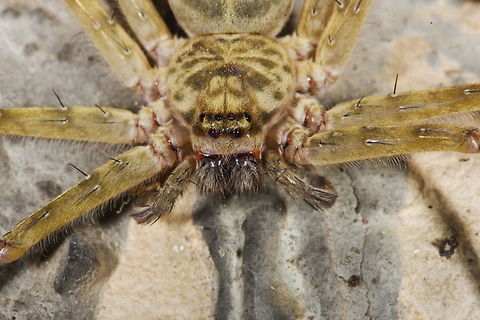 Biodiversity  Insects,macro,spider