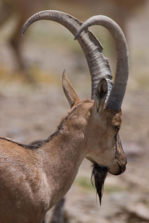 The Wild Goat  Capra aegagrus,Wild Goat