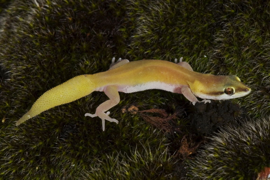 Microgeckho helenae  Helena's microgecko,Microgecko helenae
