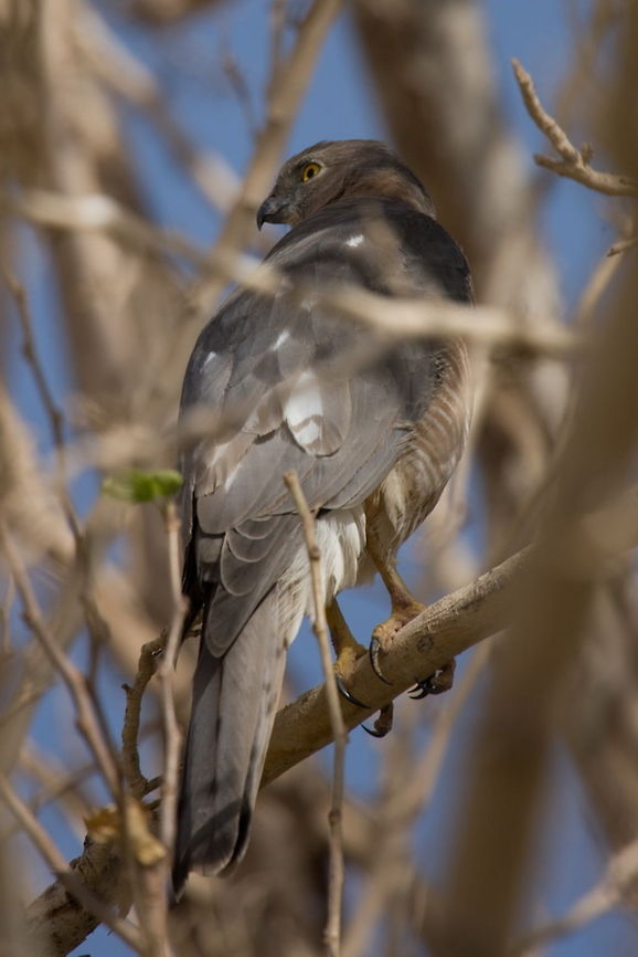 Levant Sparrowhawk Levant Sparrowhawk (Accipiter brevipes) Photo taken in touran national park, Semnan, Iran Accipiter brevipes,Iran,Levant Sparrowhawk