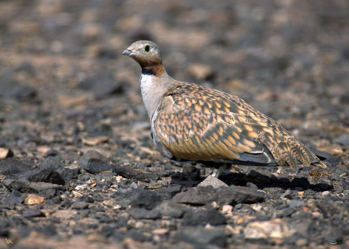 Black-bellied sandgrouse side view  Birds,Black-bellied Sandgrouse,Pterocles orientalis
