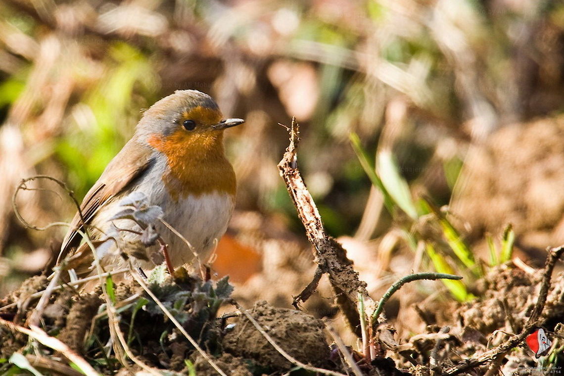 Break Erithacus rubecula  Erithacus rubecula,European Robin,birds