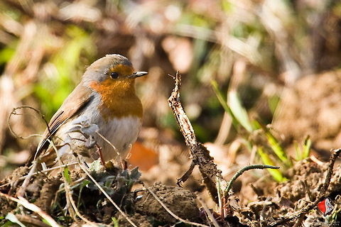Break Erithacus rubecula  Erithacus rubecula,European Robin,birds