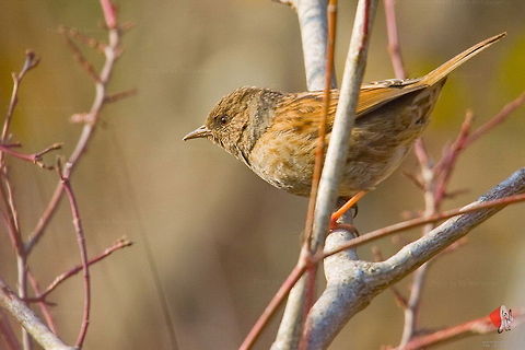 Dunnock (Prunella modularis)  Birds,Dunnock,Prunella modularis