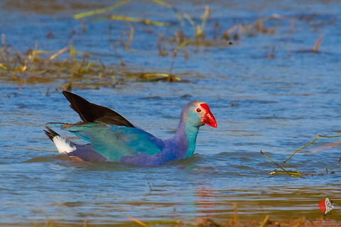 Purple Swamphen (Porphyrio porphyrio) The Purple Swamphen (Porphyrio porphyrio), also known as the African Purple Swamphen, Purple Moorhen, Purple Gallinule, Pūkeko or Purple Coot, is a large bird in the family Rallidae (rails). From its name in French, tal&egrave;ve sultane, it is also known as the Sultana Bird. This chicken-sized bird, with its huge feet, bright plumage and red bill and frontal shield is unmistakable in its native range. It should not be confused with the American Purple Gallinule, Porphyrio martinica.

Source : Wikipedia Porphyrio porphyrio,Purple Swamphen