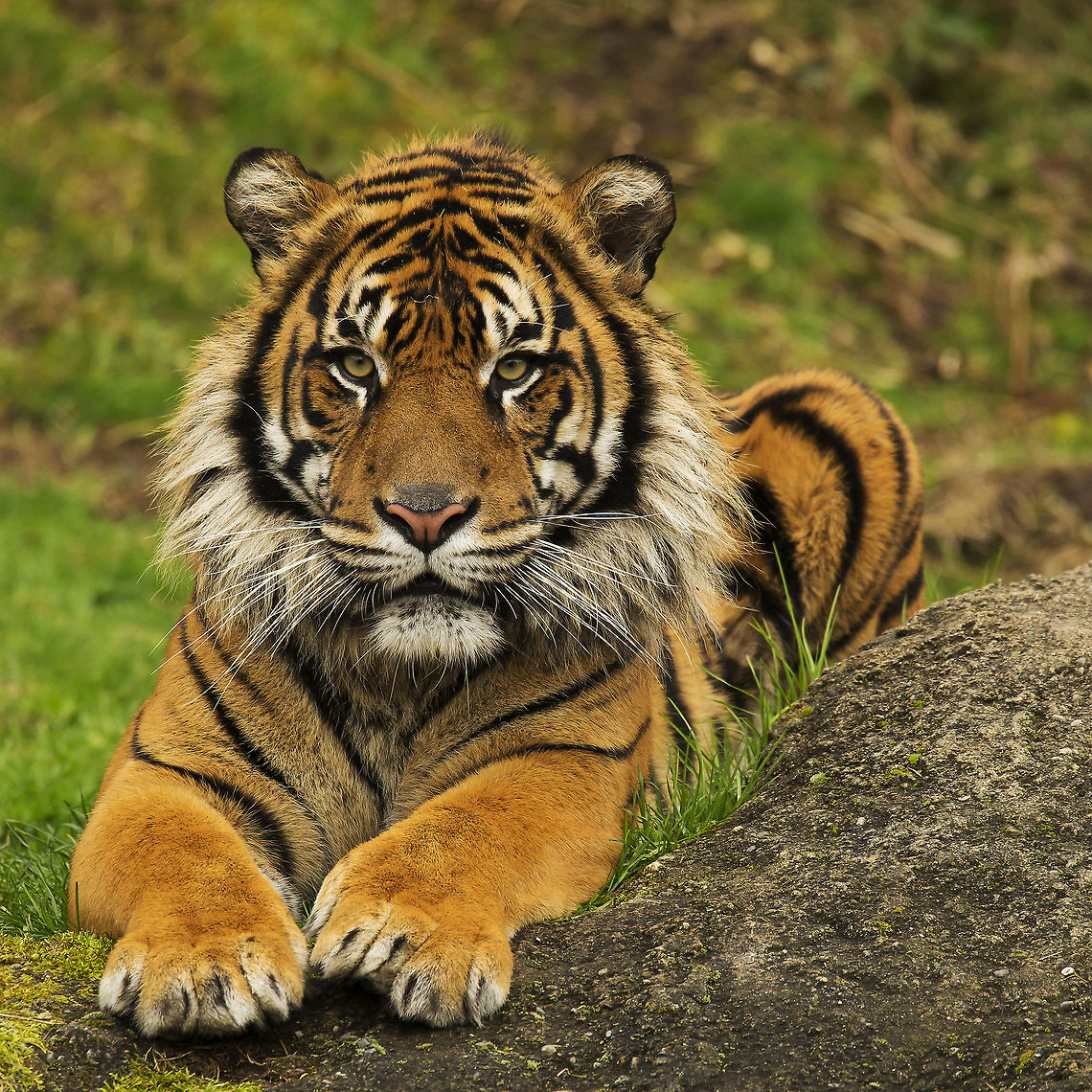 Sumatran Savior Malosi, a male Sumatran tiger, arrived at the Point Defiance Zoo in Tacoma, Washington State, USA, in March of 2012.  Malosi was a 3-year old juvenile at the time who previously had been at the Honolulu Zoo in Honolulu, Hawaii, USA.   Malosi is part of the North American Sumatran Tiger Survival Plan, a coordinated effort by the Association of Zoos and Aquariums (AZA) to aid the Wildlife Conservation Society's work to ensure the survival of the these beautiful animals and all other species of tigers.  You can learn more about these efforts at <a href="http://mnzoo.org/tigerssp/sumatranConservation.html" rel="nofollow">http://mnzoo.org/tigerssp/sumatranConservation.html</a> . According to the AZA website, there are only an estimated 300 of these animals left in the wild, and another 200 in captivity.  In this shot, the now 5 year old Malosi lounges expectantly on his perch, anxiously awaiting the arrival of watermelons thrown to him by his keepers on this "Go Green" day celebration for St. Patrick's Day 2014. 2014,5D Mk III,Animal,Big Cat,Canon,Captive,Conservation,EOS,Feline,Malosi,Nature,Panthera tigris sumatrae,Point Defiance,Predator,Spring,Sumatran,Sumatran tiger,Tacoma,Tiger,USA