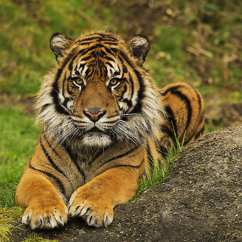 Sumatran Savior Malosi, a male Sumatran tiger, arrived at the Point Defiance Zoo in Tacoma, Washington State, USA, in March of 2012.  Malosi was a 3-year old juvenile at the time who previously had been at the Honolulu Zoo in Honolulu, Hawaii, USA.   Malosi is part of the North American Sumatran Tiger Survival Plan, a coordinated effort by the Association of Zoos and Aquariums (AZA) to aid the Wildlife Conservation Society's work to ensure the survival of the these beautiful animals and all other species of tigers.  You can learn more about these efforts at http://mnzoo.org/tigerssp/sumatranConservation.html . According to the AZA website, there are only an estimated 300 of these animals left in the wild, and another 200 in captivity.  In this shot, the now 5 year old Malosi lounges expectantly on his perch, anxiously awaiting the arrival of watermelons thrown to him by his keepers on this "Go Green" day celebration for St. Patrick's Day 2014. 2014,5D Mk III,Animal,Big Cat,Canon,Captive,Conservation,EOS,Feline,Malosi,Nature,Panthera tigris sumatrae,Point Defiance,Predator,Spring,Sumatran,Sumatran tiger,Tacoma,Tiger,USA