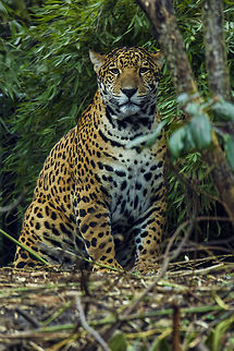 Contemplation Image capture by Rob Shaw, Model and Lighting by God. A Jaguar regards the photographer with a thoughtful stare. I believe this is one of the juveniles born in March 2013.  SETTING: 2014-03-01, 1017 hrs, Jaguar Cove, Woodland Park Zoo, Seattle, Washington State, USA. 120-400mm f/4.5-5.6 AF APO DG OS HSM,5D Mk III,Animal,Canon,Captive,EOS,Feline,Geotagged,Jaguar,Nature,Panthera Onca,Panthera onca,Predator,Seattle,Sigma,USA,United States,Washington State,Wildlife,Woodland Park