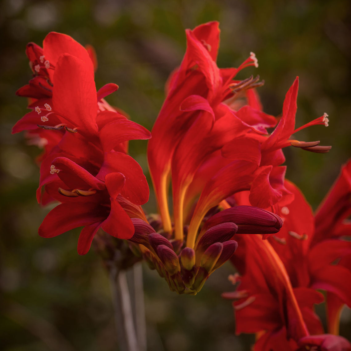 Doublelicious A Hemerocallis Daylily &quot;Doublelicious&quot; bloom in my backyard. Taken in the morning before the sun was shining directly on it helped to get a smooth rendering of the translucent petals. This one got a painterly treatment through blended application of the Simplify and Adjust filter from Topaz Labs. and I cropped the original portrait-oriented capture to a square format to create the flower &quot;portrait&quot;. July 12, 2014. Canon EOS 5D Mk III, Canon EF 100mm f/2.8L Macro IS USM @ 100mm, f/13, 1/45 Sec, ISO 800, Tripod, Wireless Shutter Release. Closeup,Daylily,Flora,Flowers,Geotagged,Kent,Lily,Macro,Plants,USA,United States,Washington State