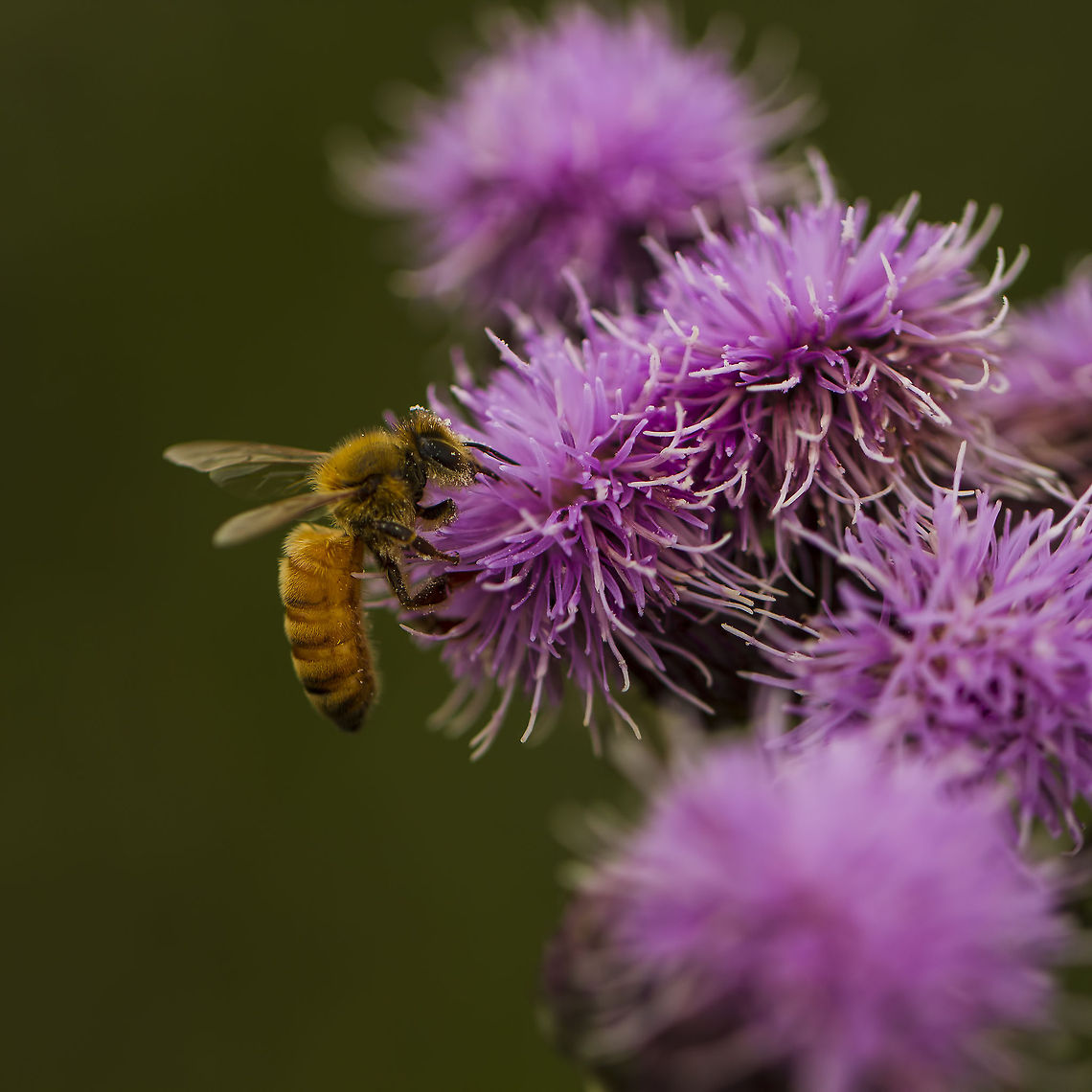 Hard At Work As I was practicing my handheld macro skills on some clover with my new EF 100mm f/2.8L Macro IS USM lens and my Canon 7D, a honeybee decided to take a sip out of the flower I was practicing on.  I quickly shifted the focus point to the bee&#039;s eye and kept rocking to focus, letting the 7D&#039;s continuous drive mode do its thing.  This was one of the shots I got (most of the others were unusable due to focus issues).  This bee is hard at work!  When you zoom into this image on the computer you can see pollen (I assume it&#039;s pollen) all over its head, upper body and legs.  Talking about immersing yourself in your job!!  Taken on 2014-07-05 at 1311 hrs on a berm outside the perimeter fence at Paine Field, Everett, Washington State, USA. Apis mellifera,Clover,Everett,Fauna,Flora,Flower,Geotagged,Honey Bee,Insect,July,Macro,Nature,Summer,USA,United States,Washington State,Western honey bee