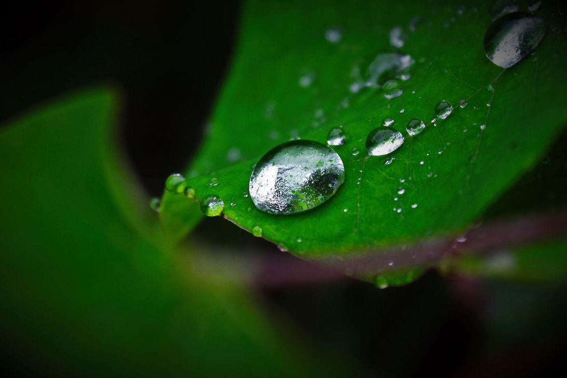 Morning Dew A leaf in the Appalachian Mountains with morning dew.  green,leaf,life,plant,water,waterdrops