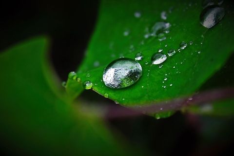 Morning Dew A leaf in the Appalachian Mountains with morning dew.  green,leaf,life,plant,water,waterdrops