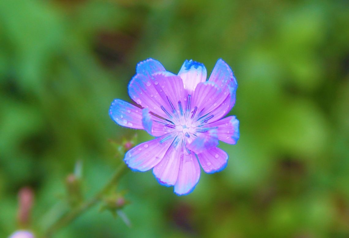 Flower A flower after a light rain. Cichorium intybus,Common Chicory,flower,forest,life,pink,plant,purple,rain,wildlife